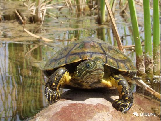 走心全网最全一篇介绍欧洲黄喉的地中海石龟文章