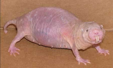 裸鼠成瘤操作方法