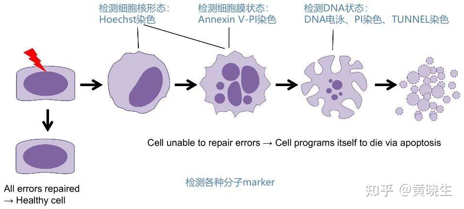 手把手教你做实验之细胞学检测（二） - 知乎