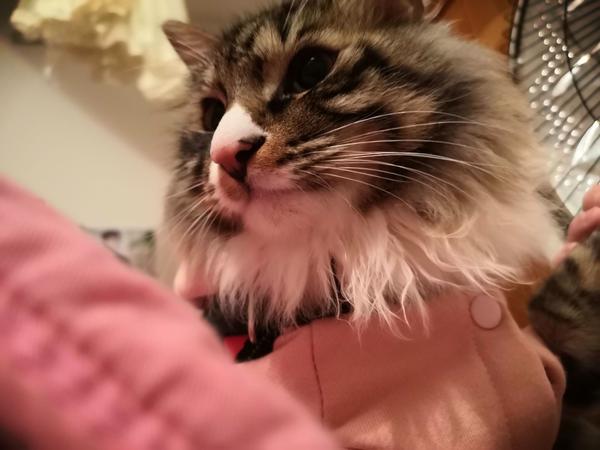 有人养长毛的狸花猫吗 真的长得像缅因猫吗 知乎