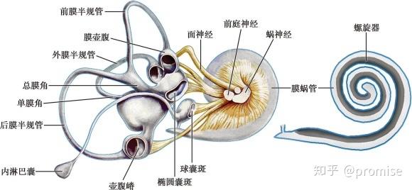 耳朵的生理結構 - 知乎