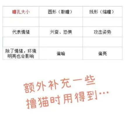 猫咪眼睛一大一小咋办?原因和解决,瞳孔指南