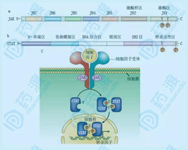 优秀如jak一个被全球众多企业青睐的靶点