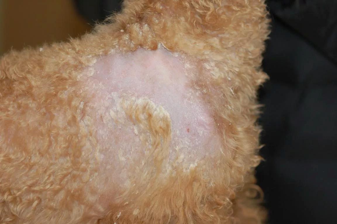 遇到犬利什曼病该怎么诊断和治疗还不看过来