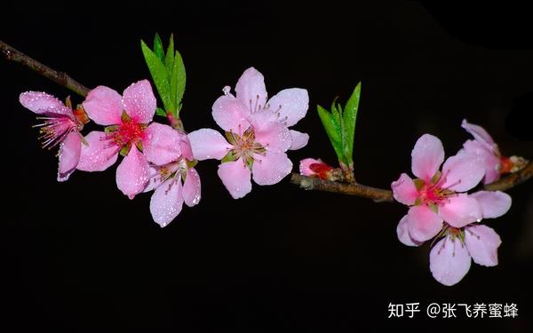 蜂蜜桃花茶 美容护肤佳品 知乎