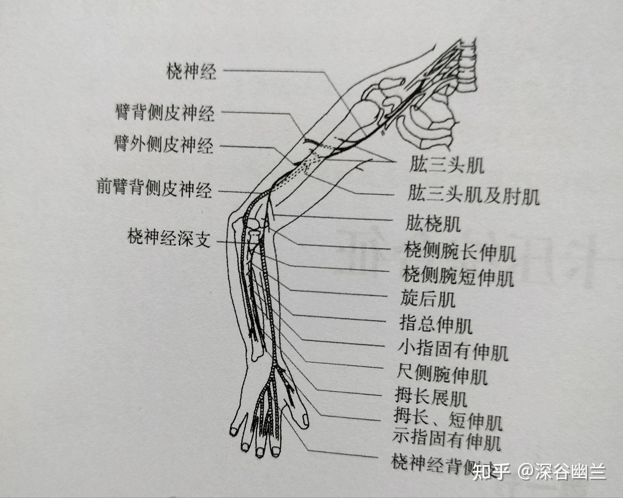 通过解剖臂臑穴处查病因 - 知乎