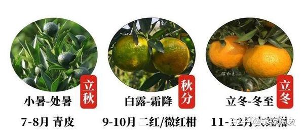 青皮/二红皮/大红皮哪种更适合家庭收藏?——#英家陈皮 - 知乎