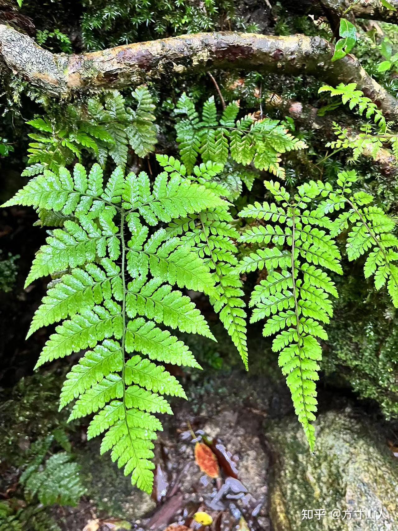 苔藓——宏大生态中的小植物