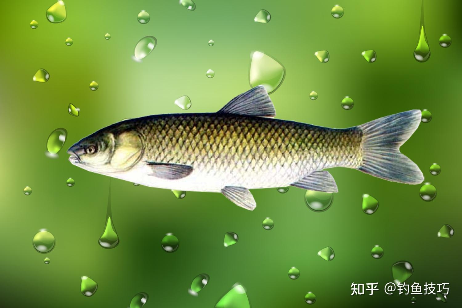 草鱼-辽宁省水生经济动植物-图片