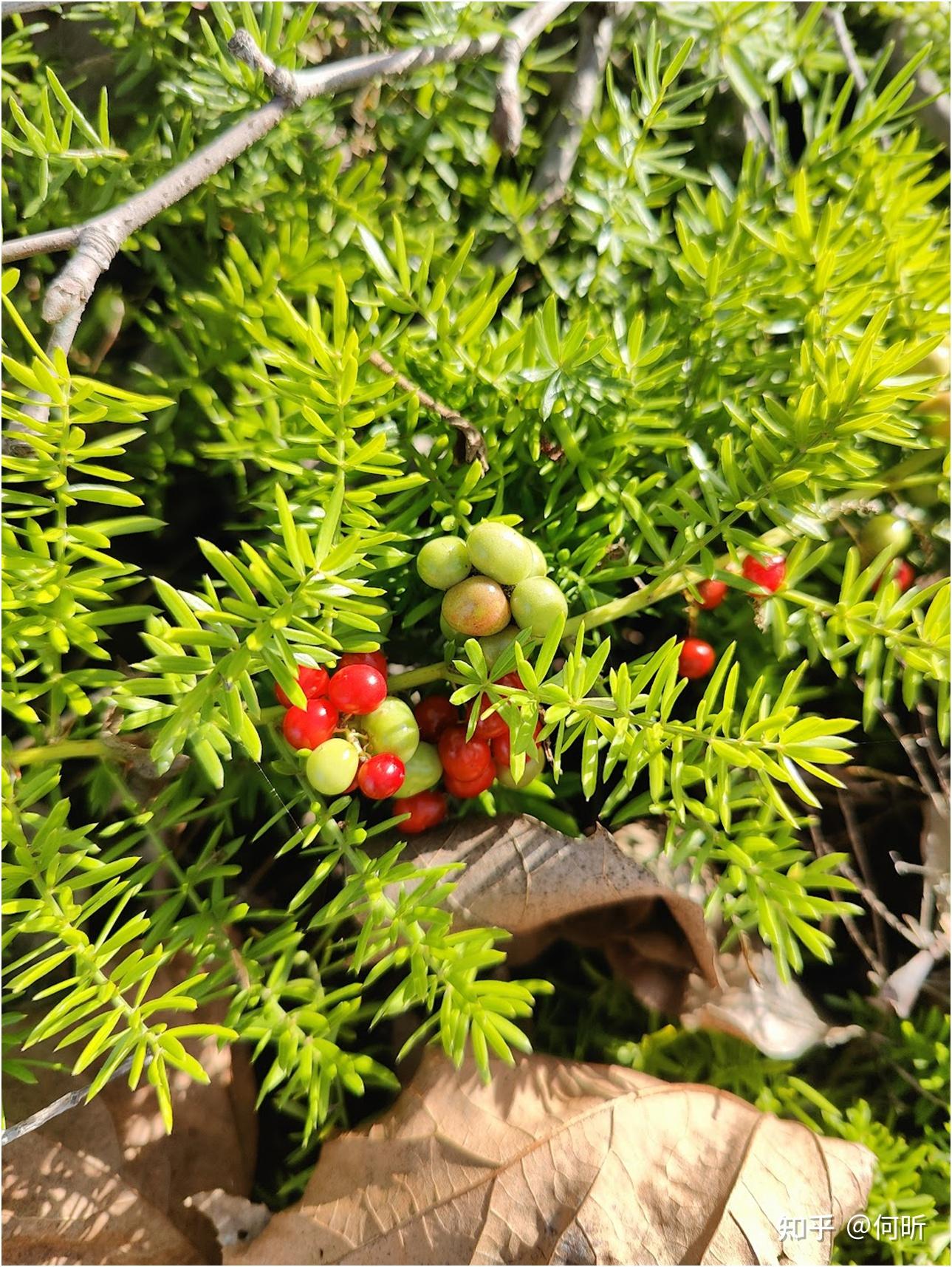 常见小红果植物