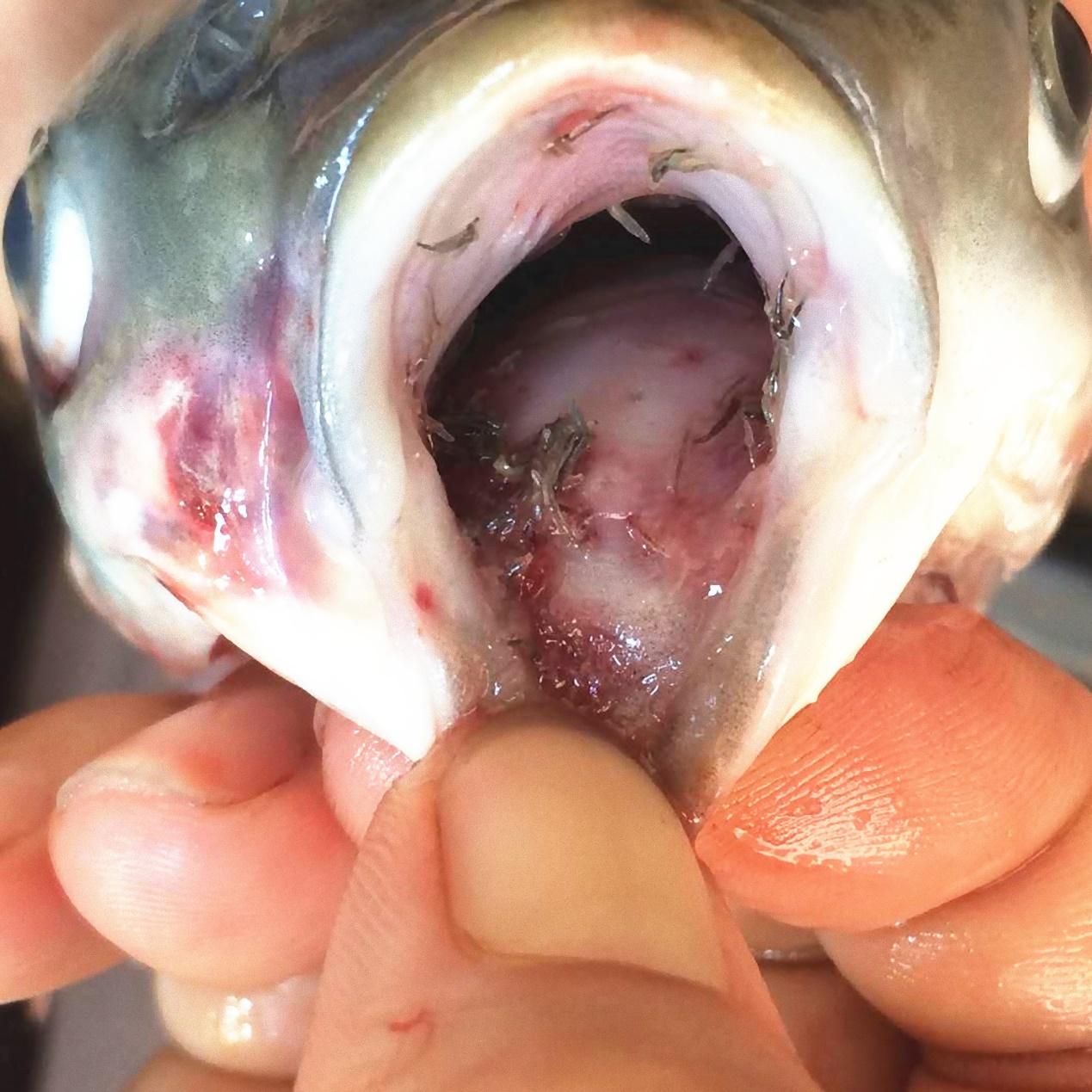 锚头蚤中华蚤寄生中华蚤