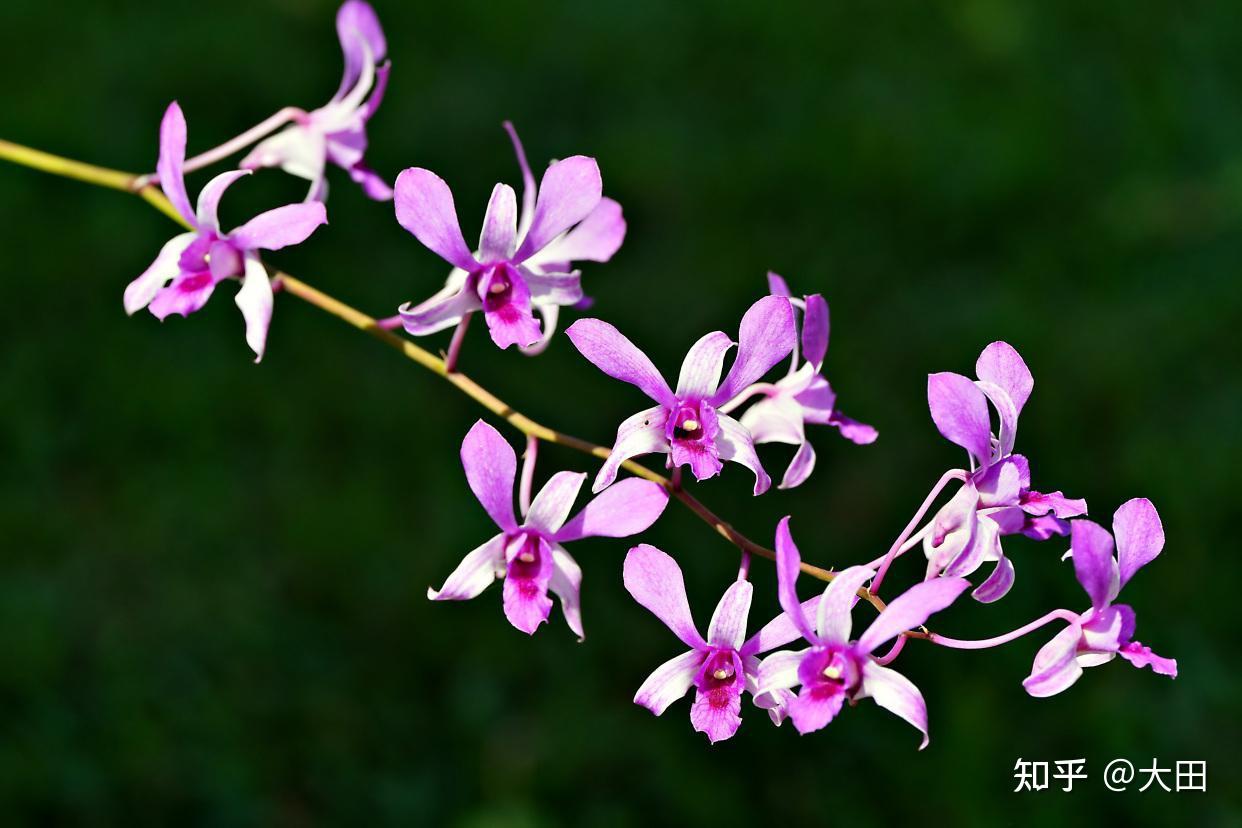 10种附生兰花会让你惊艳不已 - 知乎