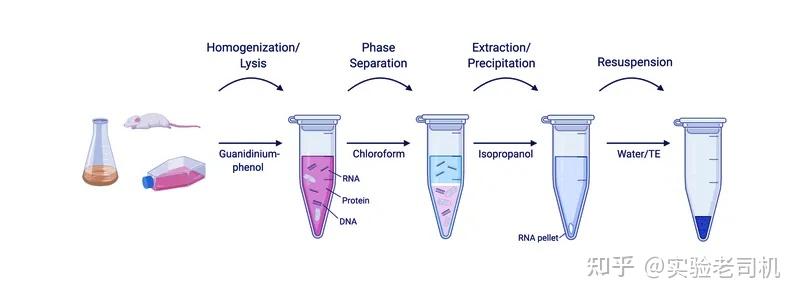 Trizol法提取RNA:从样本前处理到操作步骤 - 知乎