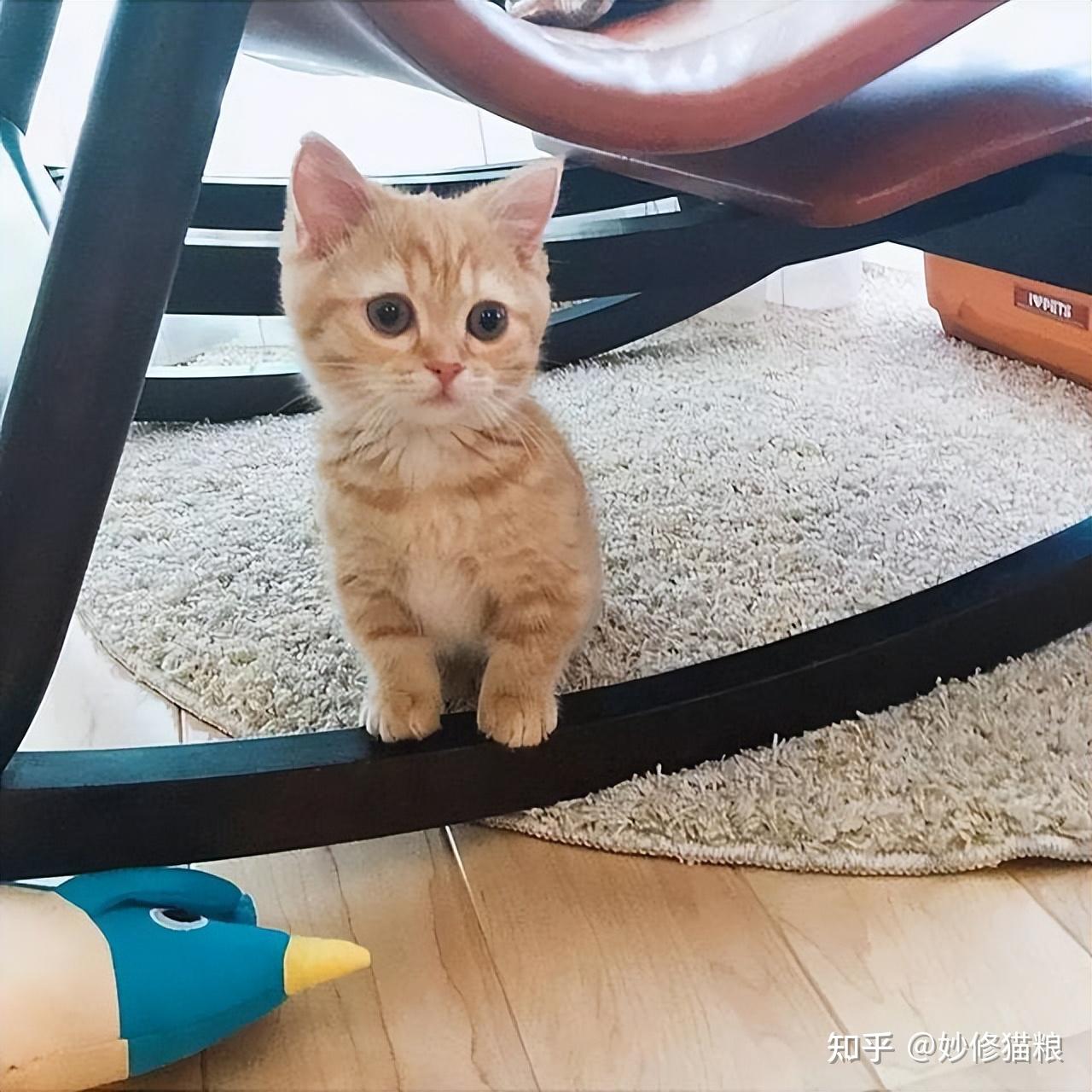 橘猫，中华田园猫之一，为啥那么受欢迎？ - 知乎