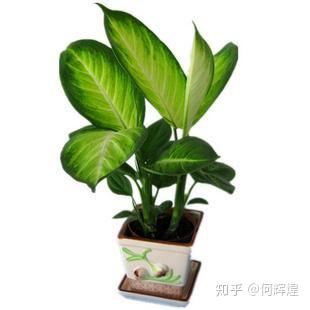 广东适合种什么盆栽 v2-1b5080a9bfc94ea0eb5aab4ddeeac60b_b.jpg