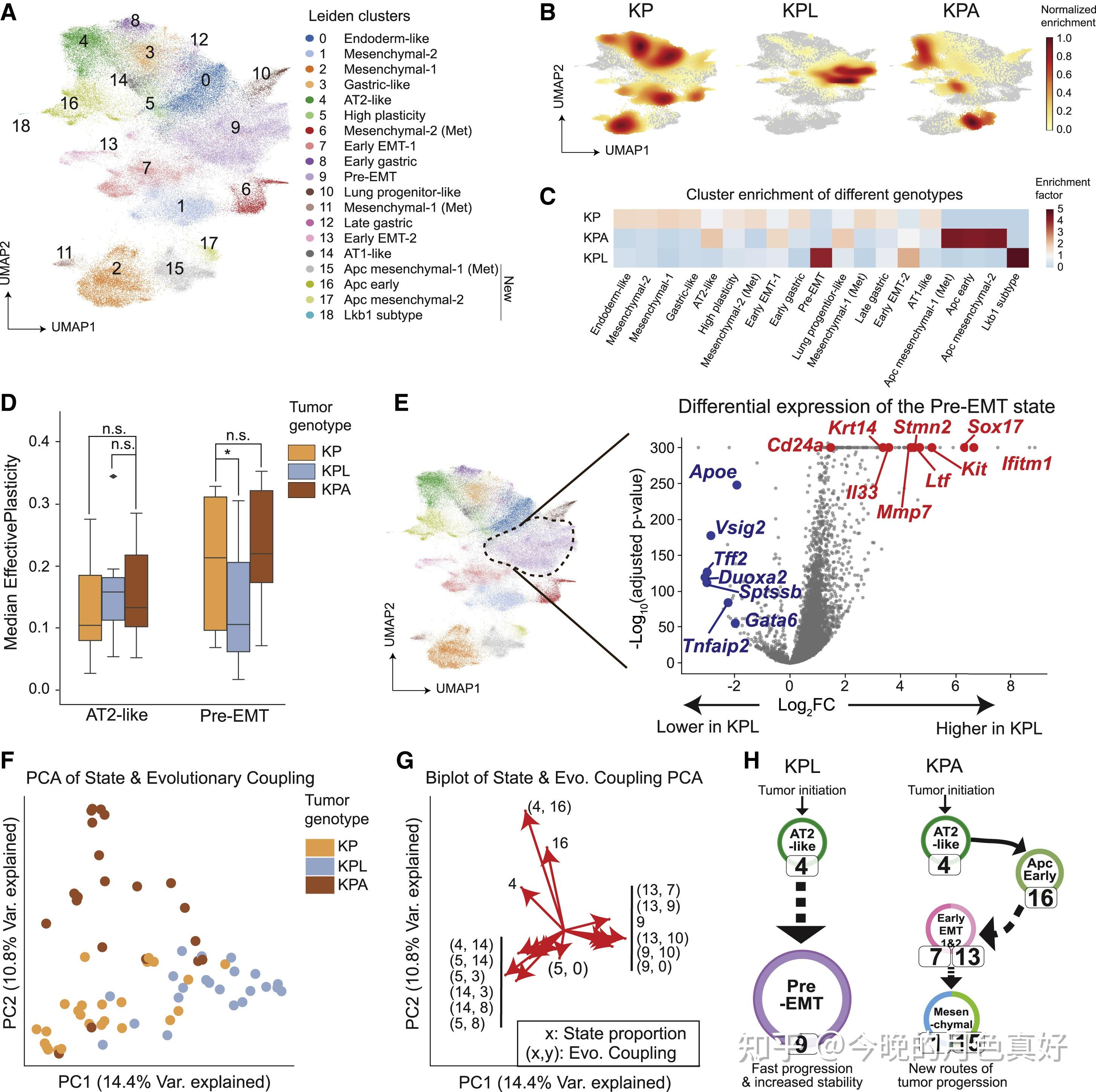 Lineage Tracing Reveals The Phylodynamics, Plasticity, And Paths Of ...