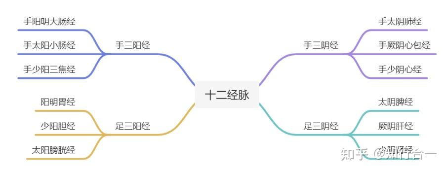 人体经脉手三阴经和手三阳经