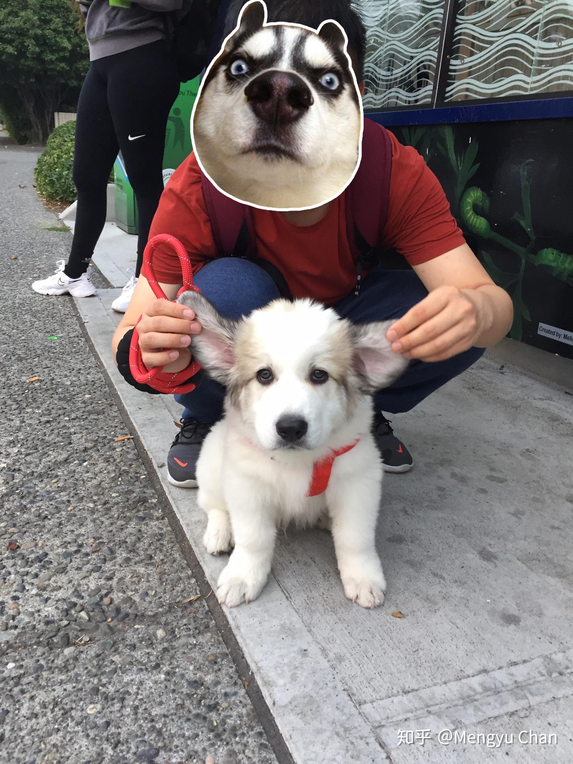 大白熊犬阿棉的日常