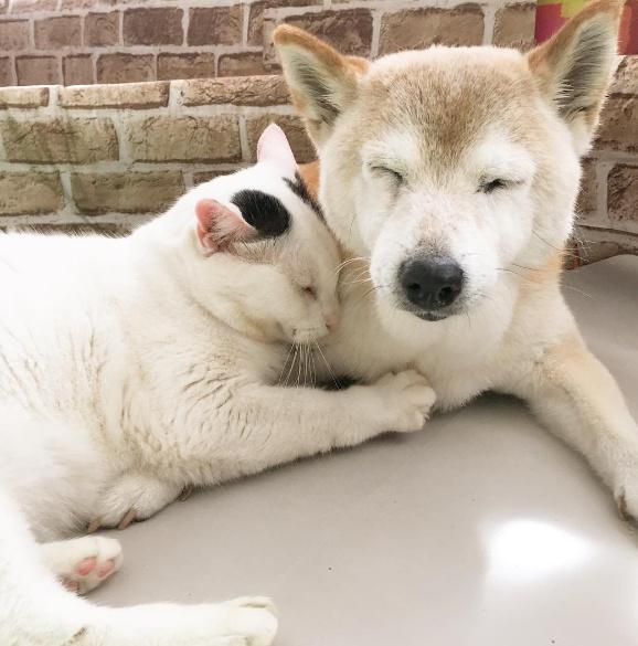 18歲網紅柴犬去世了陪它到最後的竟然是一隻貓暖哭了