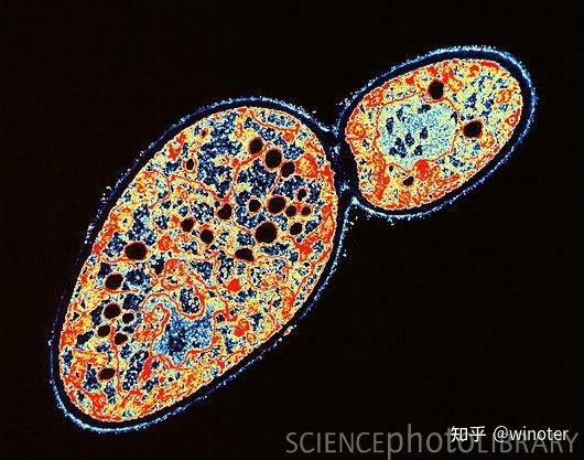 笔记|酿酒酵母Saccharomyces cerevisiae - 知乎