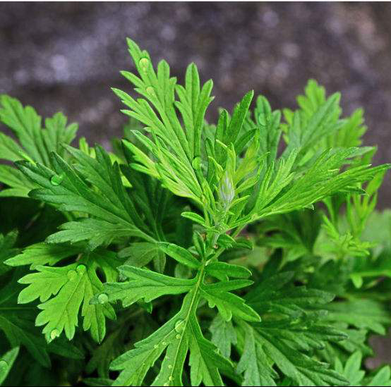 艾叶泡脚效果虽好但却不适合所有人