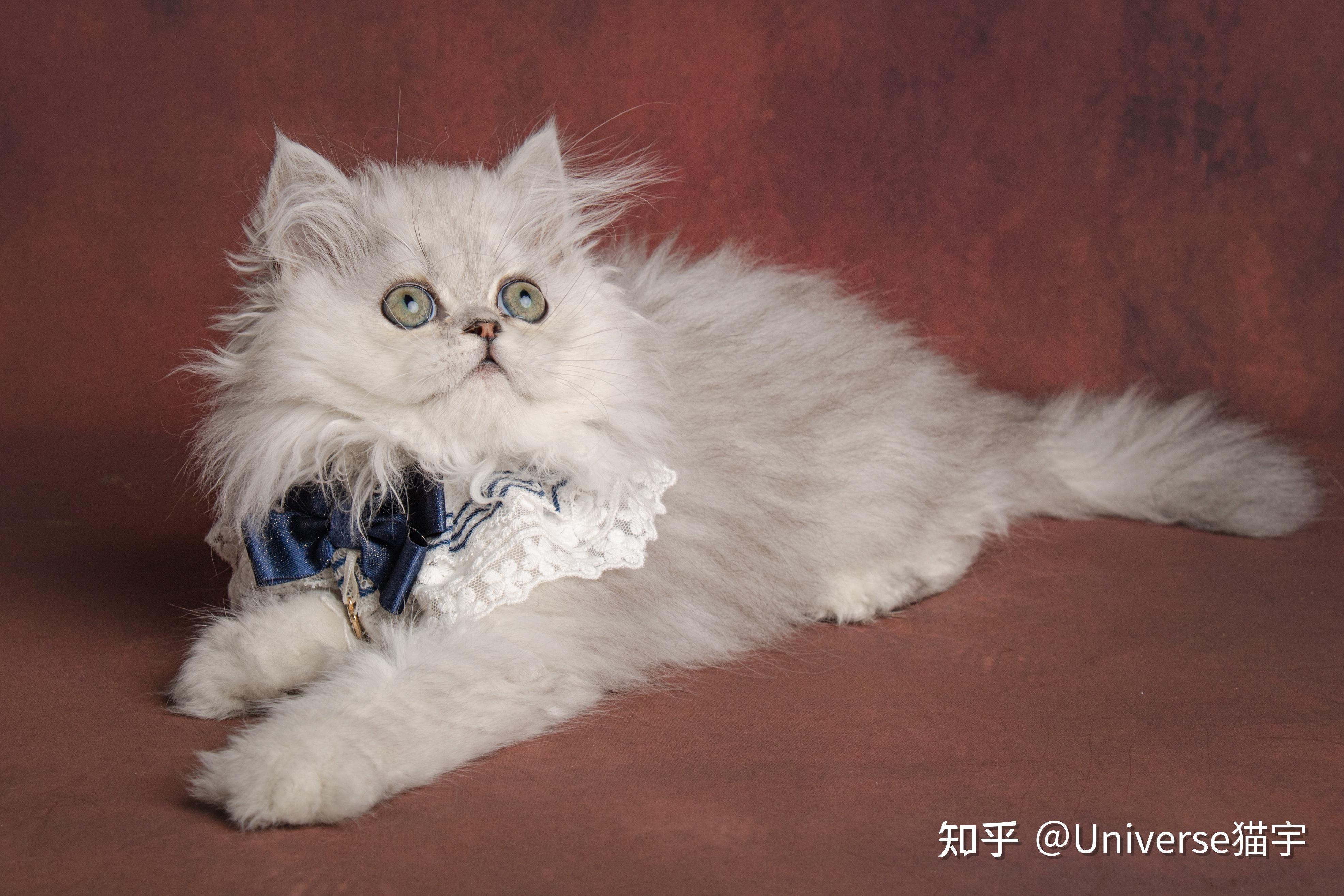 广州买金吉拉什么价格? - 知乎