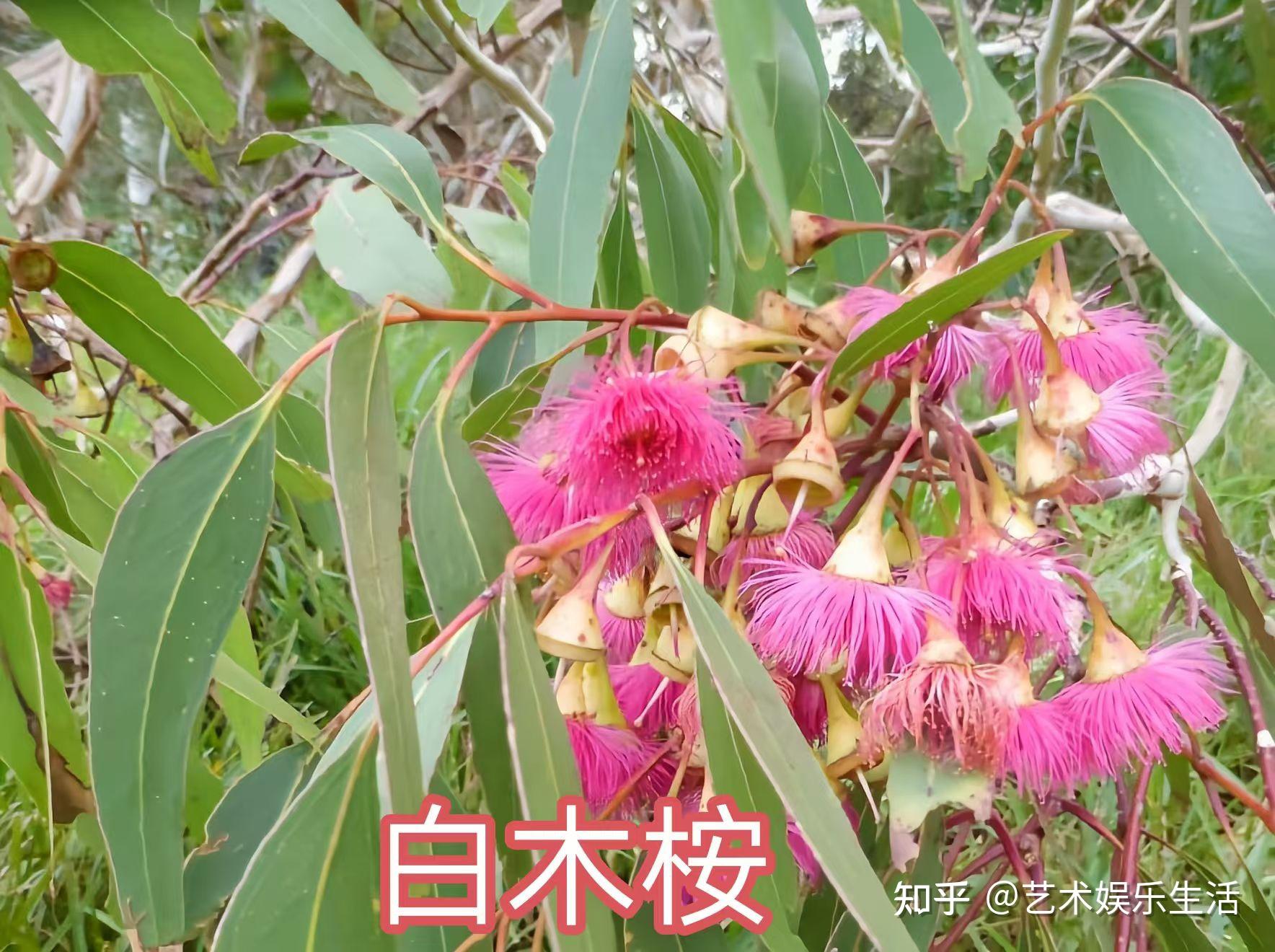 桉树的种类有哪些 - 知乎