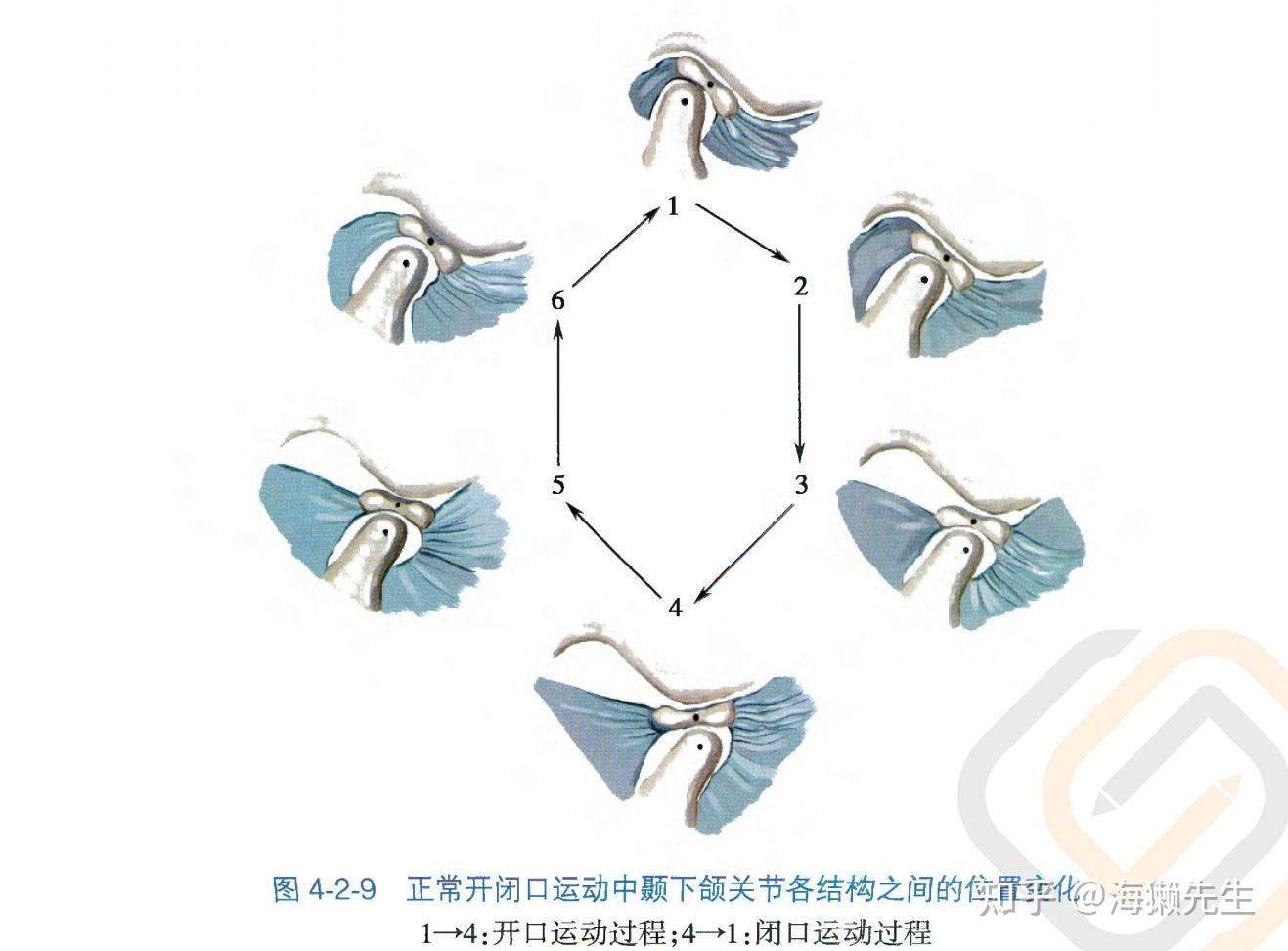 精致和摆烂——科普TMD颞下颌关节紊乱病的自我保健方法 - 知乎