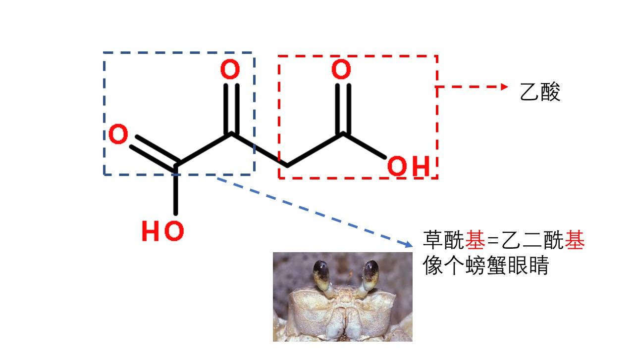 草酰乙酸别名图片