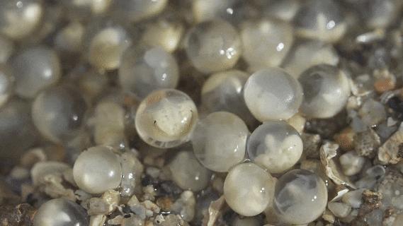 对于刺尾鲎类的生态与其进食结构的分析其一