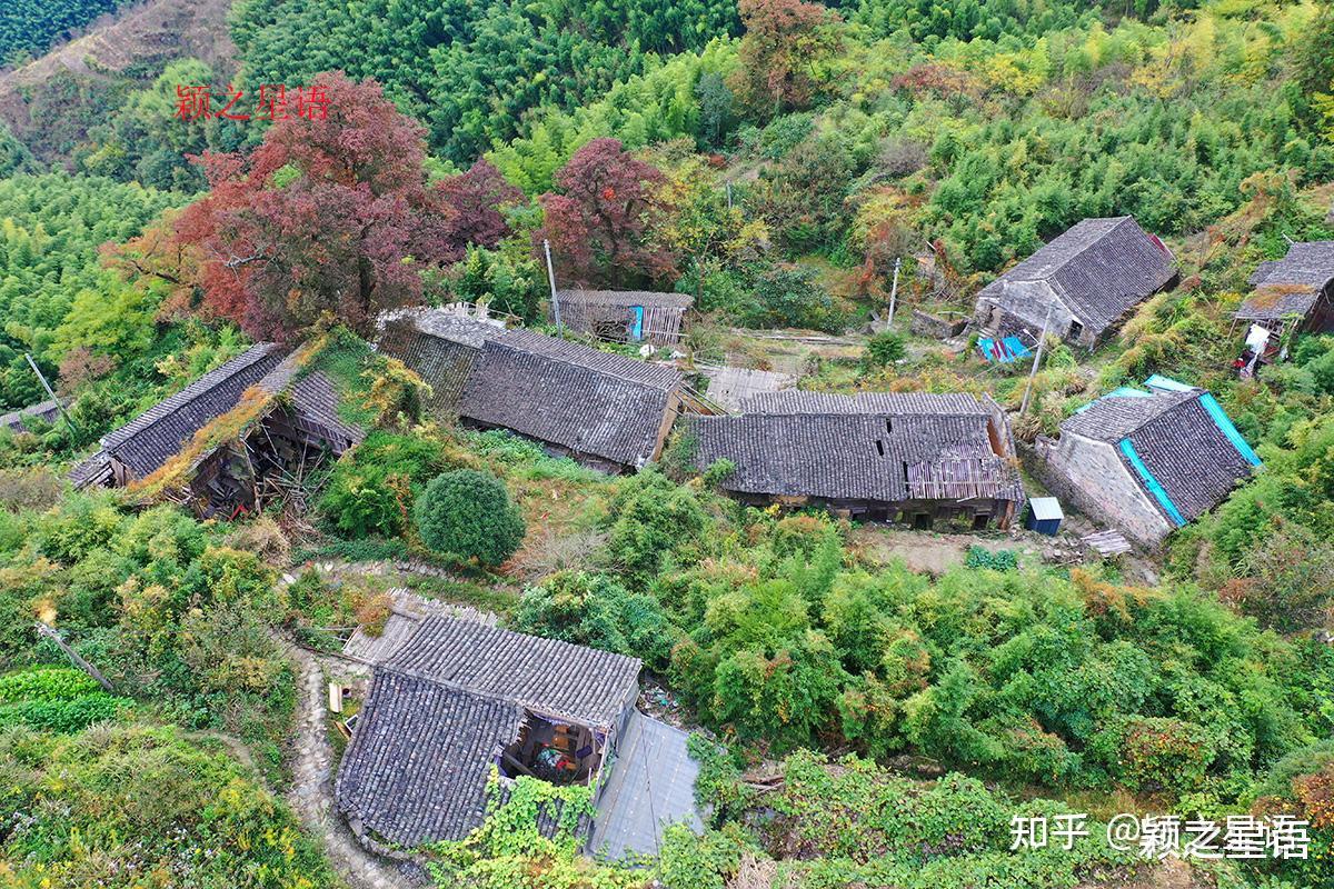 古村荒废，古树群绚烂，人少而景美的赏秋地 - 知乎