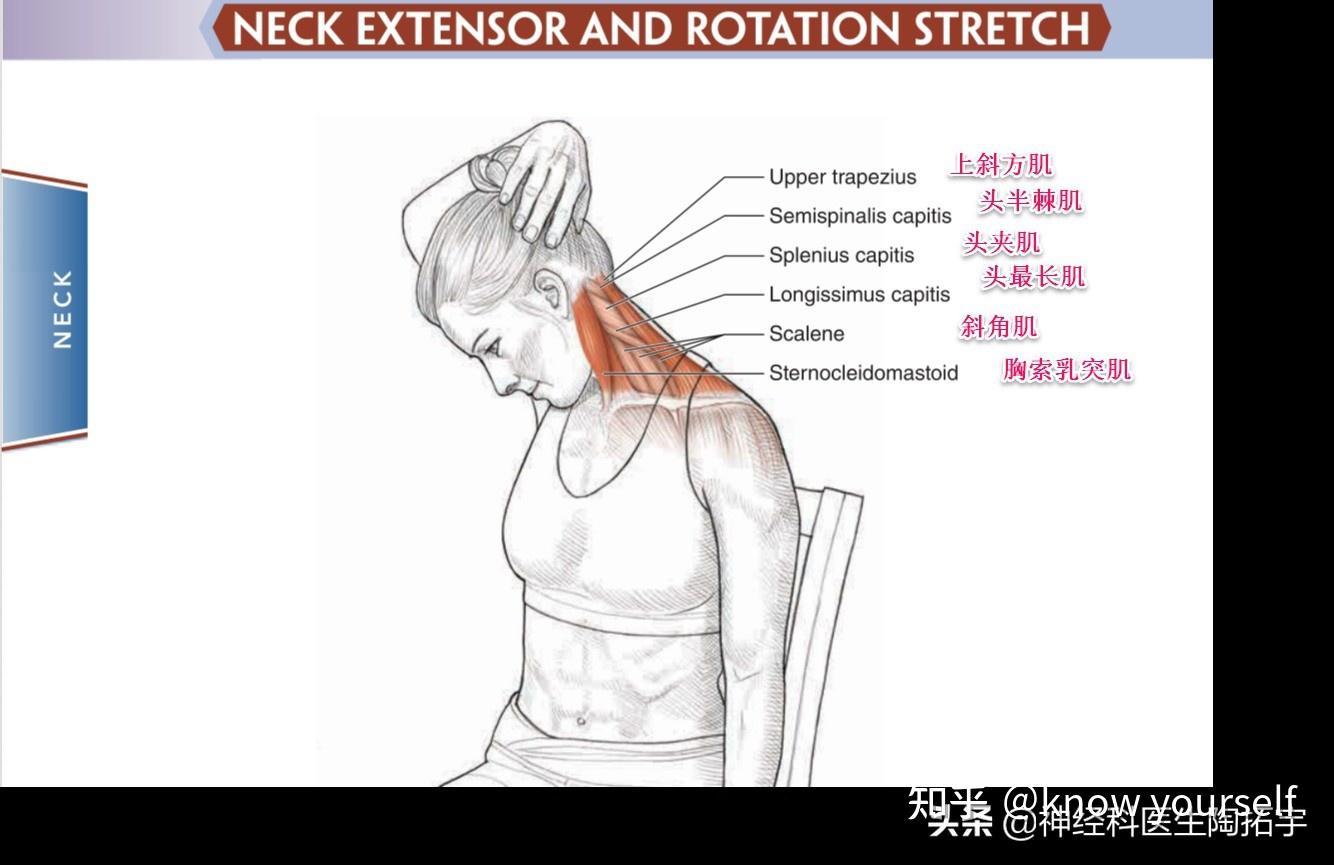 颈部拉伸可以缓解疲劳和疼痛