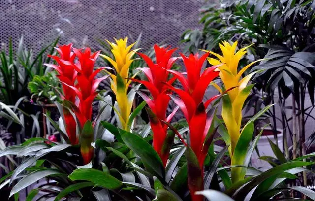 观赏凤梨的鉴赏与养护