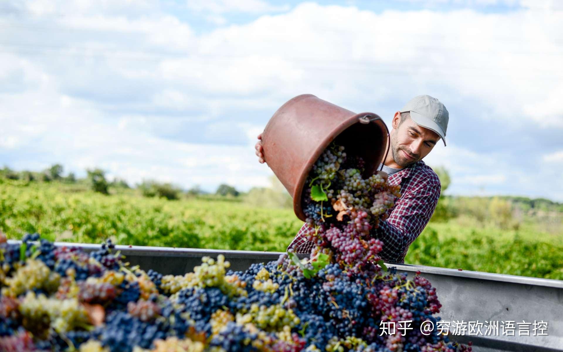 疫情撞上采摘季今年法国酒庄遇到从未遇到的巨大挑战