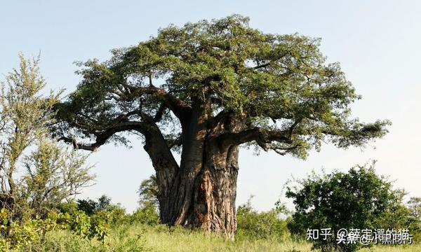 迫于生计，竟把千年的非洲“树王”卖给别人当茶桌- 知乎