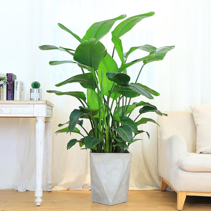 春节家庭阳台室内绿植花卉选购