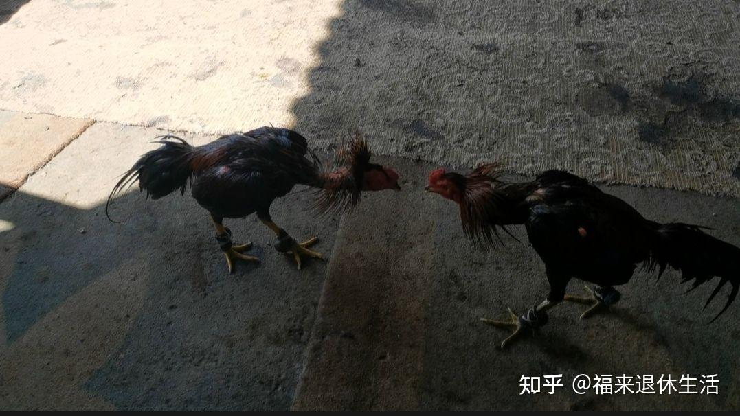 中国四大斗鸡品系之一,西双版纳斗鸡,国家级畜牧资源保护名录