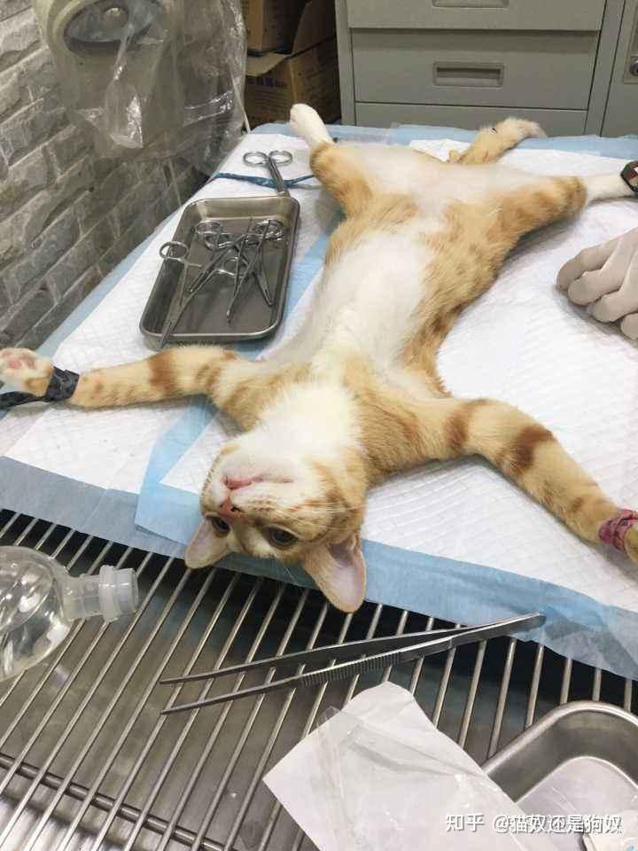 猫咪绝育的注意事项,建议收藏,以后会用得上
