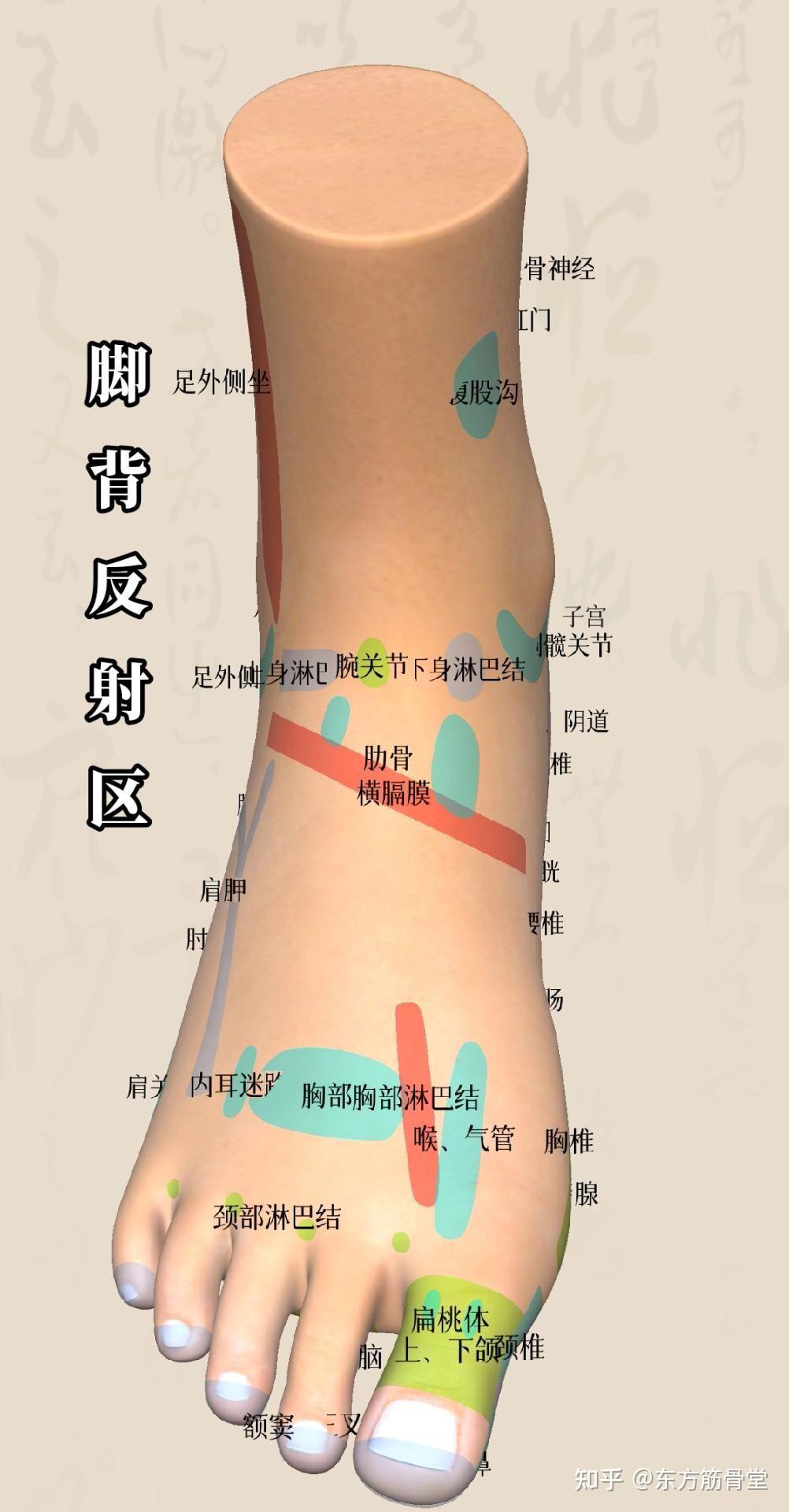 按摩大脚趾一月内长高图片