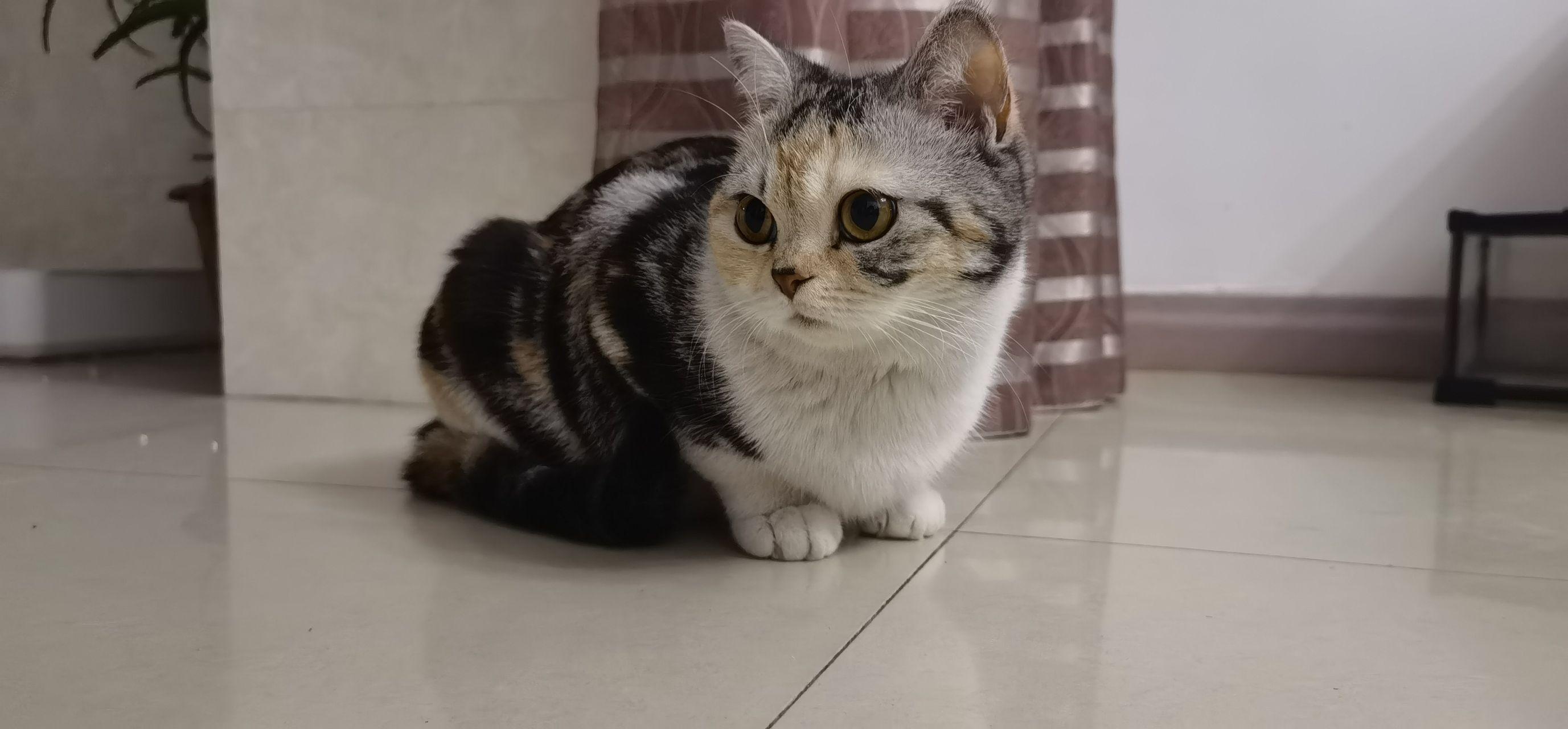 是否存在三花美短这种品种