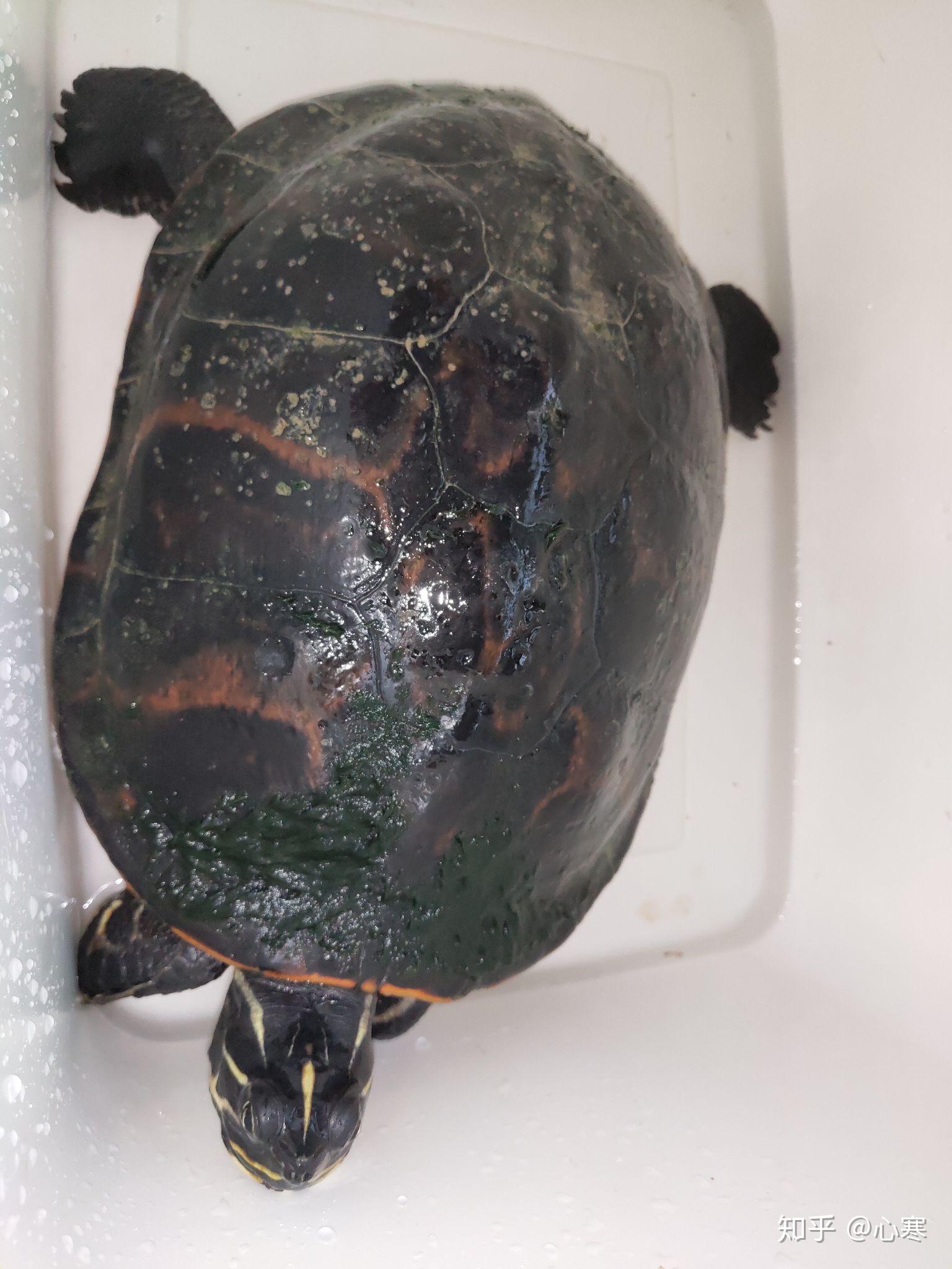 各位朋友看看这是什么龟在河边捞的