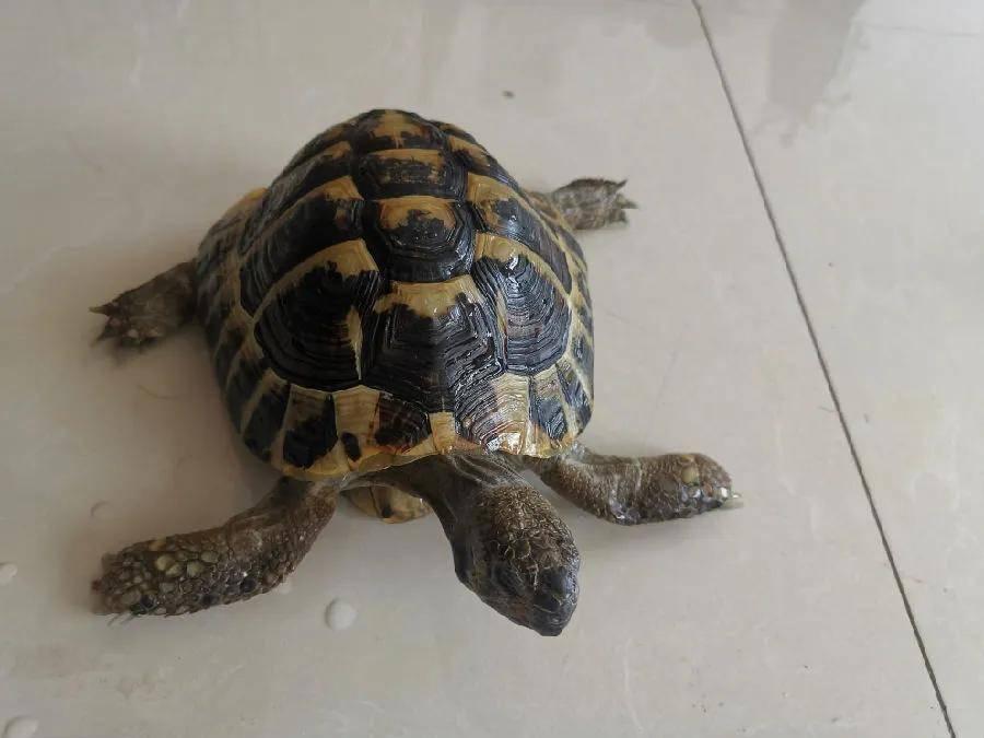 买卖珍稀陆龟者受到应有处罚