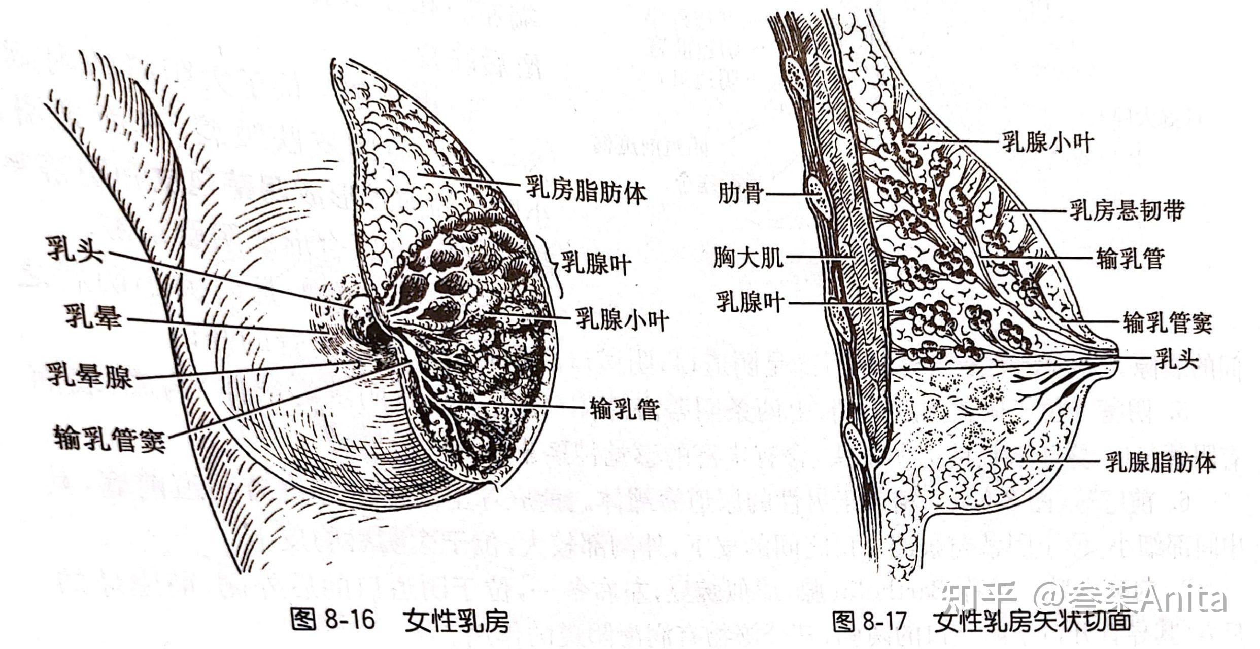 乳房解剖实体图片