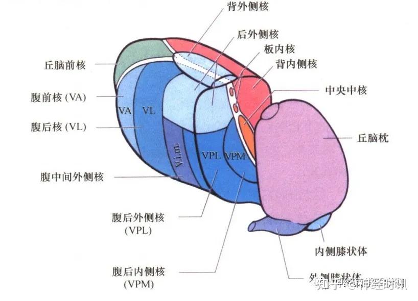 神经解剖:病损表现及定位诊断【局部精讲】 - 知乎