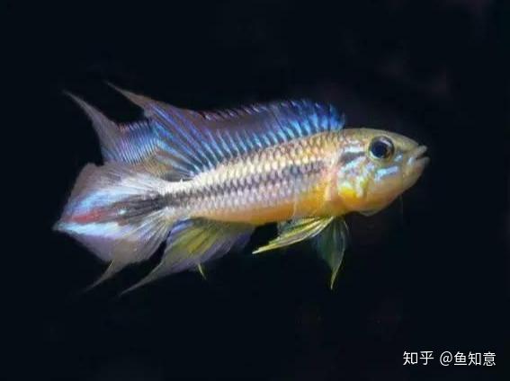 小型观赏鱼阿卡西短鲷