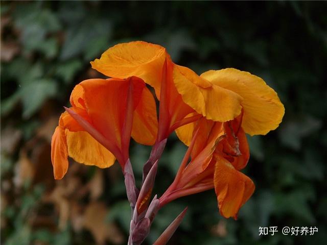 "状元红"美人蕉,花朵硕大,花色艳红,远看似片片红霞,近看又如团团红色