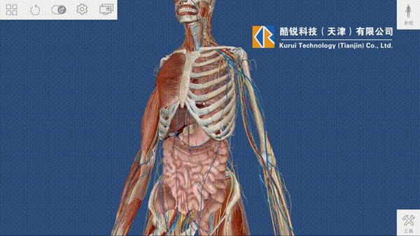 人体解剖三维演示动画如何制作 - 知乎