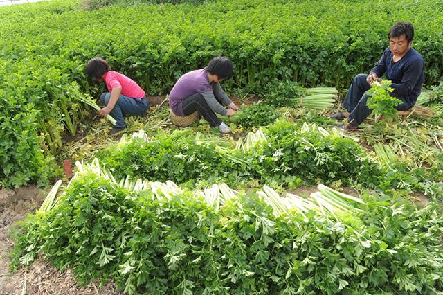 芹菜根腐病怎么解决芹菜土传病的防治方法芹菜黄叶死苗用根小子预防