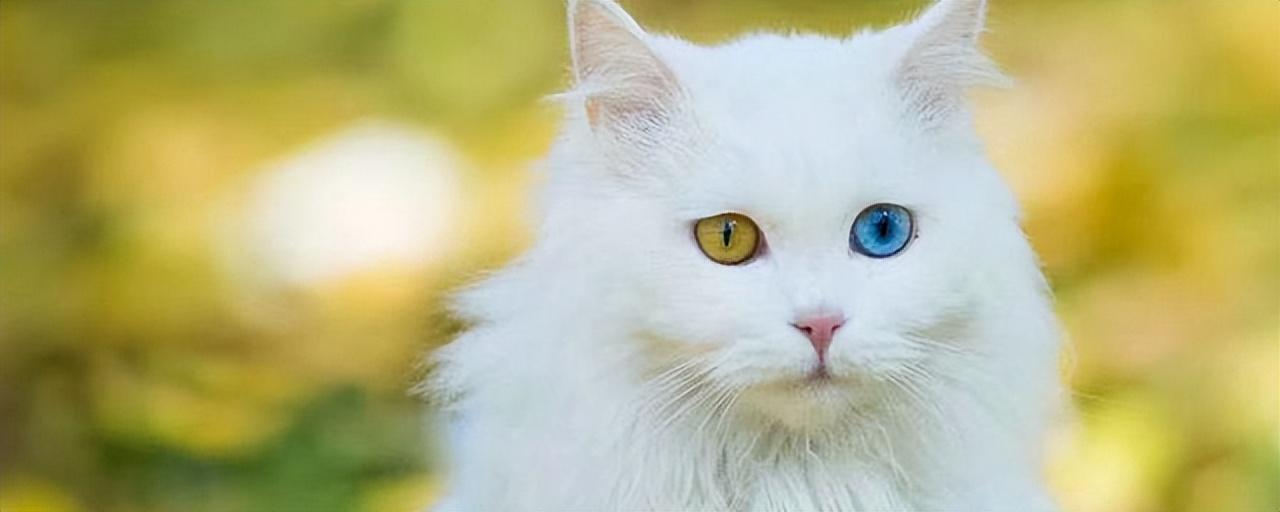 白毛蓝眼猫到底是什么品种,好养吗 - 知乎