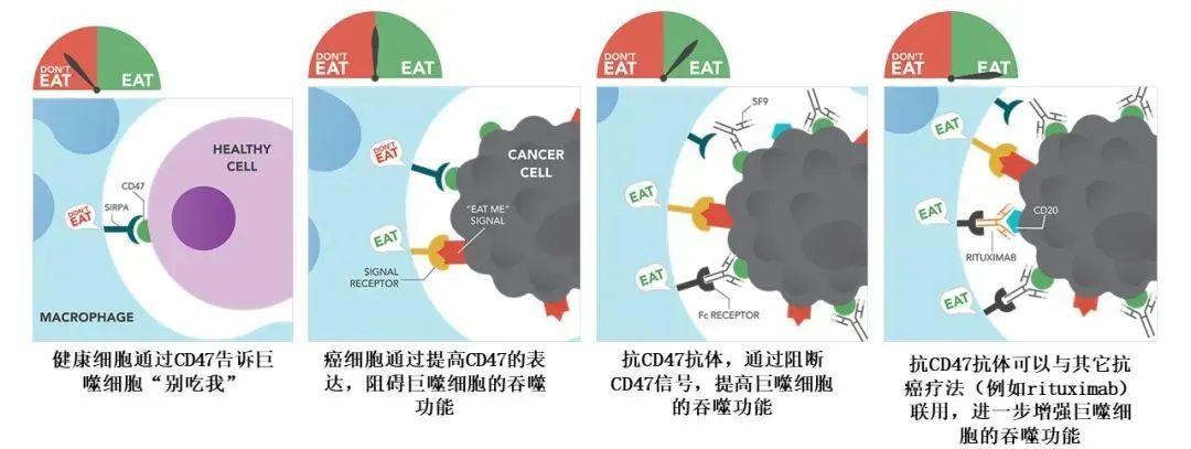 收购forty seven公司,获得潜在first-in-class cd47单抗magrolimab,其